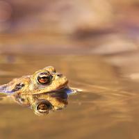 Common Toad 1 